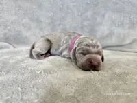 Kinzleigh - AKC, a female Weimaraner for sale in Bois D Arc, MO – 8 of 10