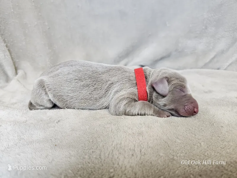 Mira - AKC – Weimaraner puppy for sale in Bois D Arc, MO