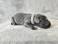 Kraven- AKC, a male Weimaraner for sale in Bois D Arc, MO – Photo 7 of 10