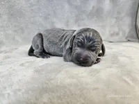 Kraven- AKC, a male Weimaraner for sale in Bois D Arc, MO – Photo 10 of 10