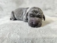 Kraven- AKC, a male Weimaraner for sale in Bois D Arc, MO – Photo 5 of 10