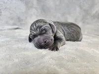 Kraven- AKC, a male Weimaraner for sale in Bois D Arc, MO – Photo 2 of 10