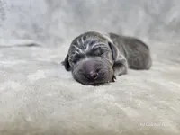 Kraven- AKC, a male Weimaraner for sale in Bois D Arc, MO – Photo 9 of 10