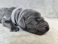 Kraven- AKC, a male Weimaraner for sale in Bois D Arc, MO – Photo 6 of 10