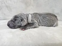 Kraven- AKC, a male Weimaraner for sale in Bois D Arc, MO – Photo 3 of 10