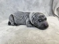 Kraven- AKC, a male Weimaraner for sale in Bois D Arc, MO – Photo 8 of 10