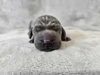 Kraven- AKC, a male Weimaraner for sale in Bois D Arc, MO – Photo 4 of 10