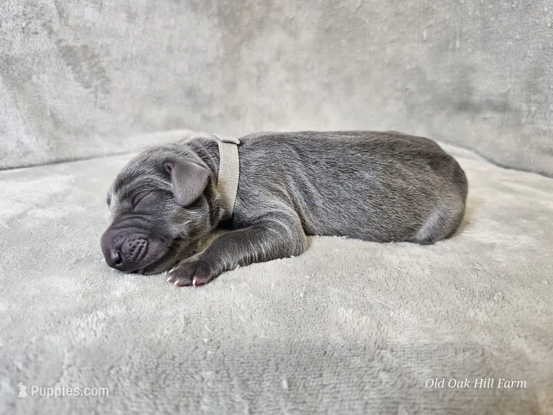 Kraven- AKC – Weimaraner puppy for sale in Bois D Arc, MO