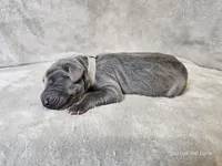 Kraven- AKC, a male Weimaraner for sale in Bois D Arc, MO – Photo 1 of 10
