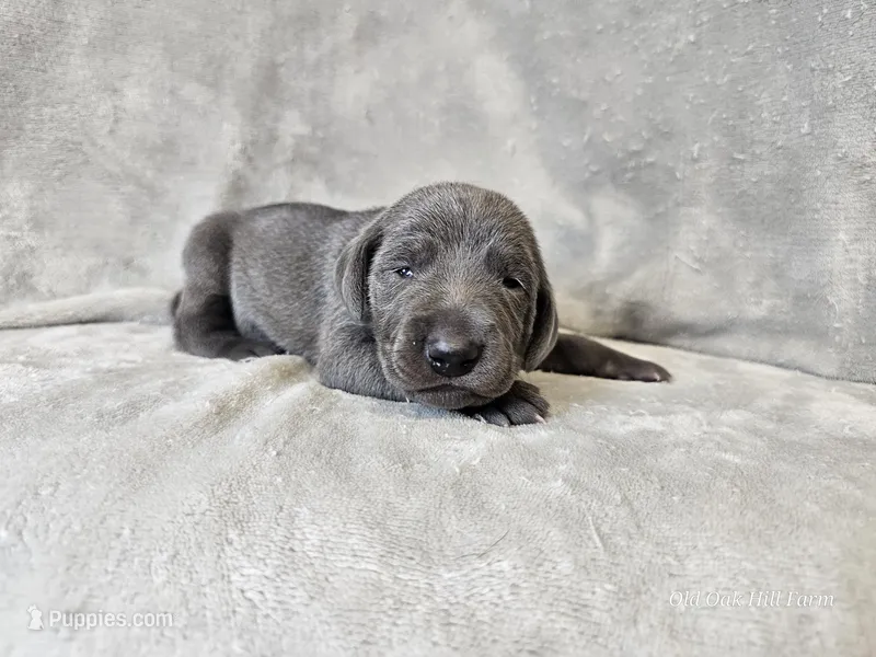 Macy - AKC – Weimaraner puppy for sale in Bois D Arc, MO