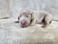Presley - AKC, a female Weimaraner for sale in Bois D Arc, MO – Photo 10 of 10
