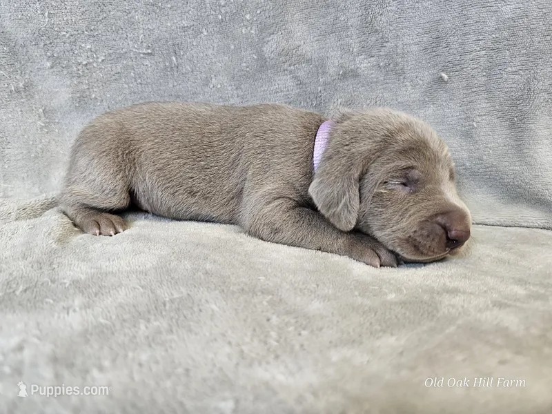 Presley - AKC – Weimaraner puppy for sale in Bois D Arc, MO