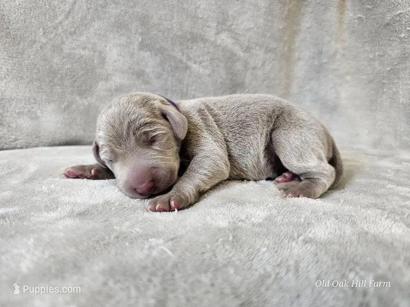 Presley - AKC – Weimaraner puppy for sale in Bois D Arc, MO
