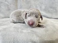 Presley - AKC, a female Weimaraner for sale in Bois D Arc, MO – Photo 7 of 10