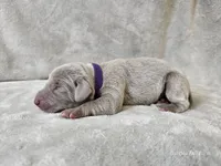 Presley - AKC, a female Weimaraner for sale in Bois D Arc, MO – Photo 5 of 10