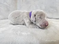 Presley - AKC, a female Weimaraner for sale in Bois D Arc, MO – Photo 3 of 10