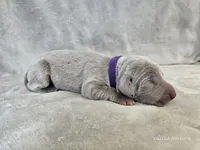 Presley - AKC, a female Weimaraner for sale in Bois D Arc, MO – Photo 6 of 10
