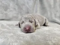 Presley - AKC, a female Weimaraner for sale in Bois D Arc, MO – Photo 2 of 10