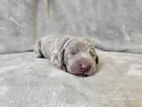 Presley - AKC, a female Weimaraner for sale in Bois D Arc, MO – Photo 9 of 10