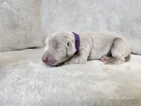 Presley - AKC, a female Weimaraner for sale in Bois D Arc, MO – Photo 4 of 10
