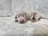 Presley - AKC, a female Weimaraner for sale in Bois D Arc, MO – Photo 8 of 10