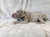 Kincaid - AKC, a male Weimaraner for sale in Bois D Arc, MO – 8 of 10