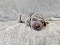 Kamea - AKC, a female Weimaraner for sale in Bois D Arc, MO – 4 of 10