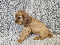 Duchess - FULL AKC, a female Cavalier King Charles Spaniel for sale in Bois D Arc, MO – 2 of 10