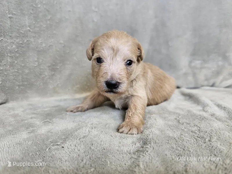 Morrigan  – Schnoodle puppy for sale in Bois D Arc, MO