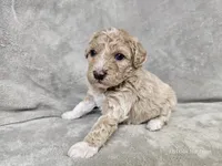 Mochi, a male Poochon for sale in Bois D Arc, MO – 9 of 10