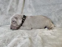 Kincaid - AKC, a male Weimaraner for sale in Bois D Arc, MO – 4 of 10
