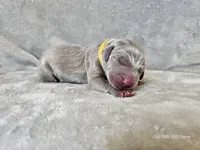 Krescent- AKC, a female Weimaraner for sale in Bois D Arc, MO – 10 of 10