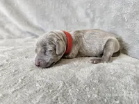 Kashmir - AKC, a female Weimaraner for sale in Bois D Arc, MO – 2 of 10