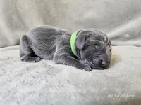 Marley - AKC, a male Weimaraner for sale in Bois D Arc, MO – 6 of 10
