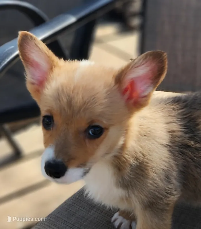 male corgi  – Pembroke Welsh Corgi puppy for sale in Glencoe, OK