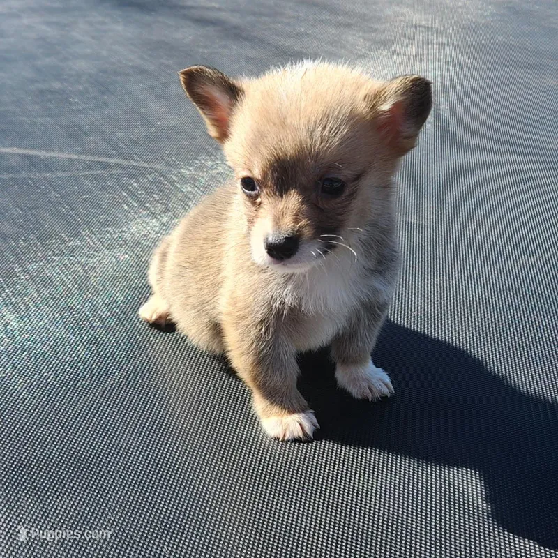 male corgi 