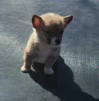 male corgi , a female Pembroke Welsh Corgi for sale in Glencoe, OK – Photo 3 of 4