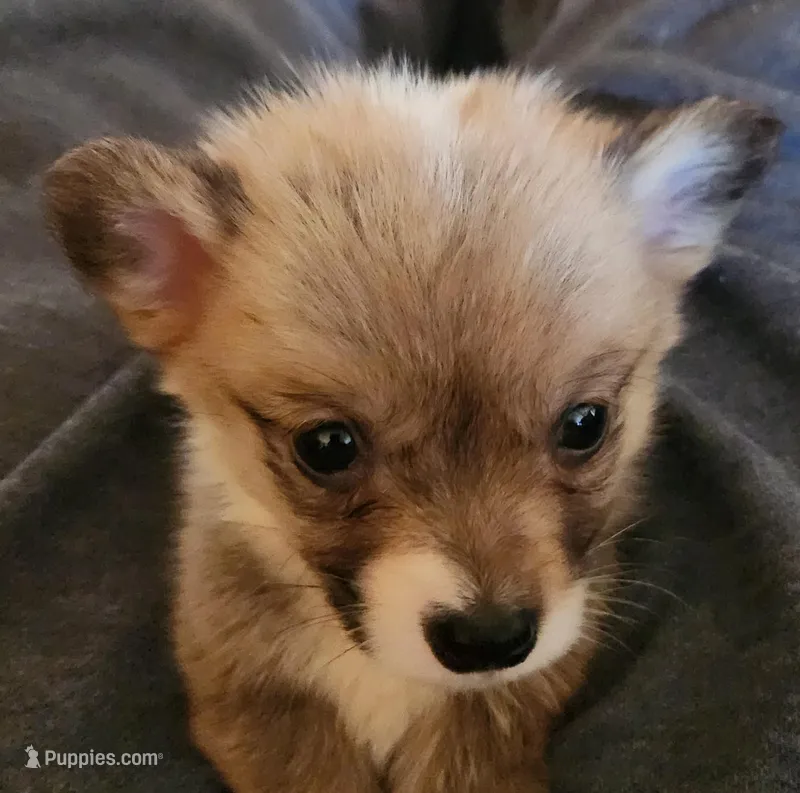 male corgi , a female Pembroke Welsh Corgi for sale in Glencoe, OK – Photo 1 of 4