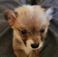 male corgi , a female Pembroke Welsh Corgi for sale in Glencoe, OK – Photo 1 of 4