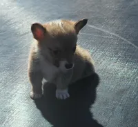 male corgi , a female Pembroke Welsh Corgi for sale in Glencoe, OK – Photo 2 of 4