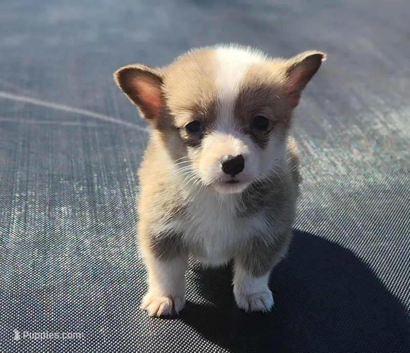 Female corgi , a female Pembroke Welsh Corgi for sale in Glencoe, OK – Photo 1 of 2