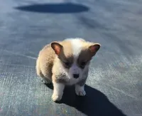 Female corgi , a female Pembroke Welsh Corgi for sale in Glencoe, OK – Photo 2 of 2