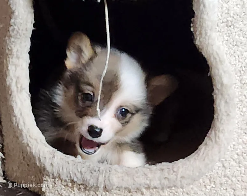 Female corgi , a female Pembroke Welsh Corgi for sale in Glencoe, OK – Photo 1 of 6