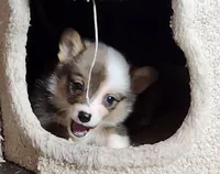 Female corgi , a female Pembroke Welsh Corgi for sale in Glencoe, OK – Photo 1 of 6