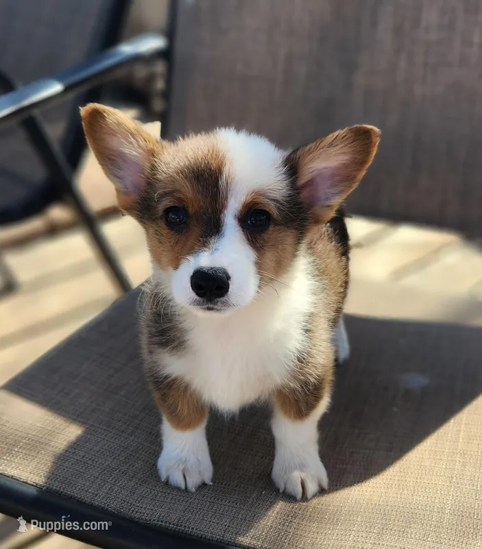Female corgi  – Pembroke Welsh Corgi puppy for sale in Glencoe, OK