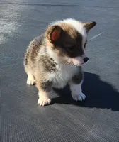 Female corgi , a female Pembroke Welsh Corgi for sale in Glencoe, OK – Photo 5 of 6