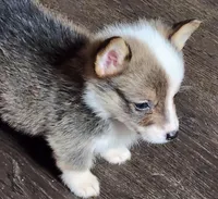 Female corgi , a female Pembroke Welsh Corgi for sale in Glencoe, OK – Photo 2 of 6