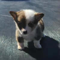 Female corgi , a female Pembroke Welsh Corgi for sale in Glencoe, OK – Photo 3 of 6