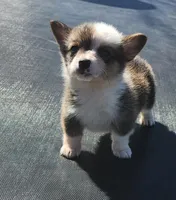 Female corgi , a female Pembroke Welsh Corgi for sale in Glencoe, OK – Photo 6 of 6