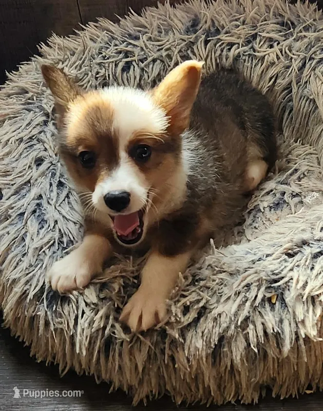 Female corgi  – Pembroke Welsh Corgi puppy for sale in Glencoe, OK